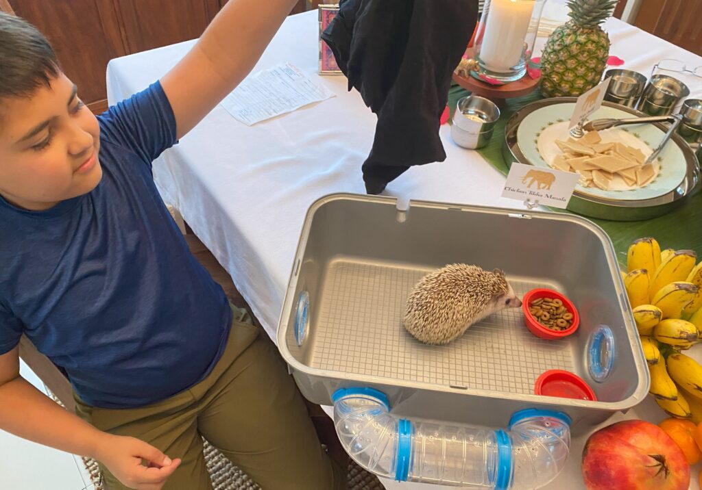 Harold the Hedgehog celebrating Diwali in Indonesia