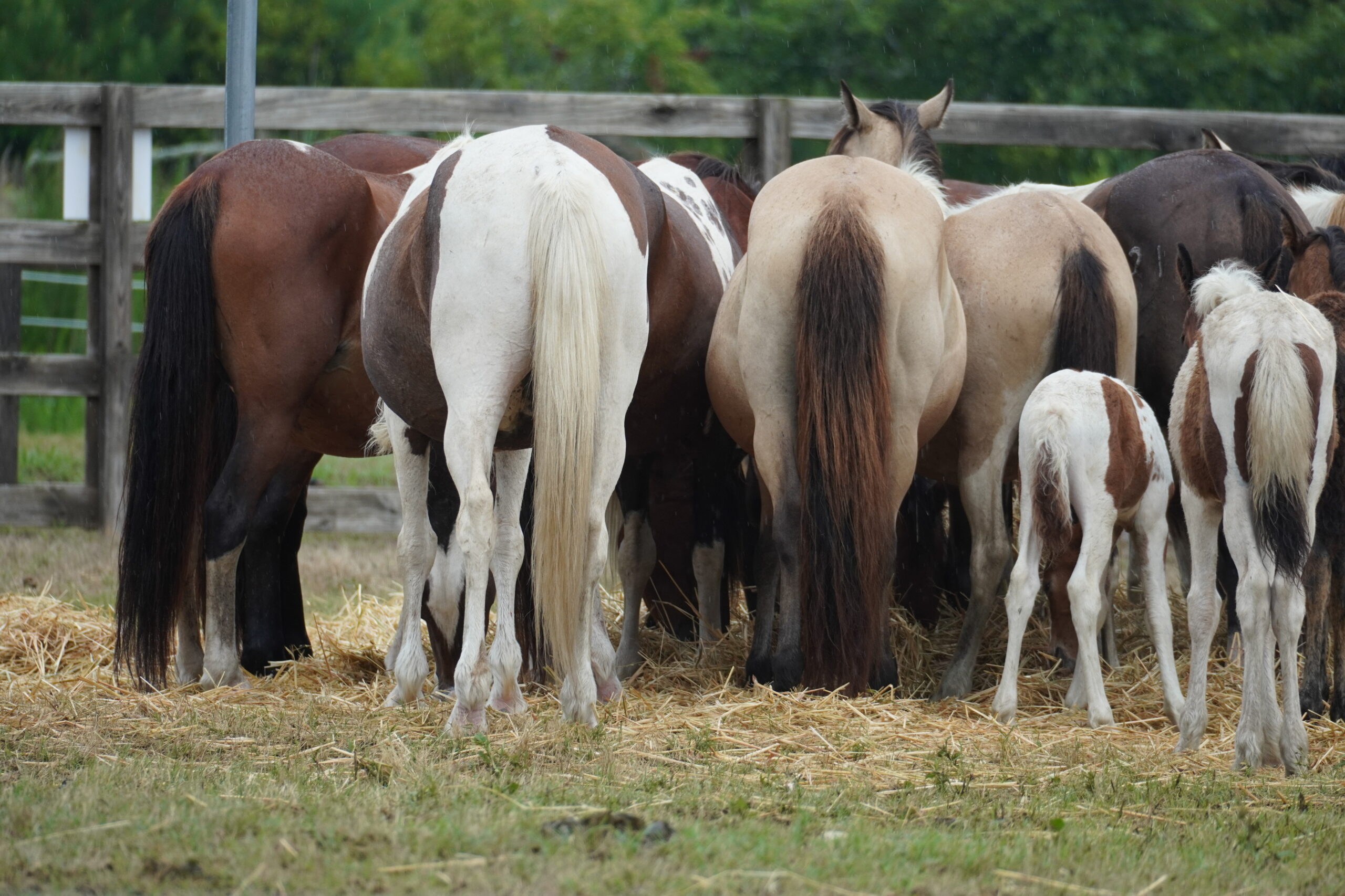 Assateague Island horses