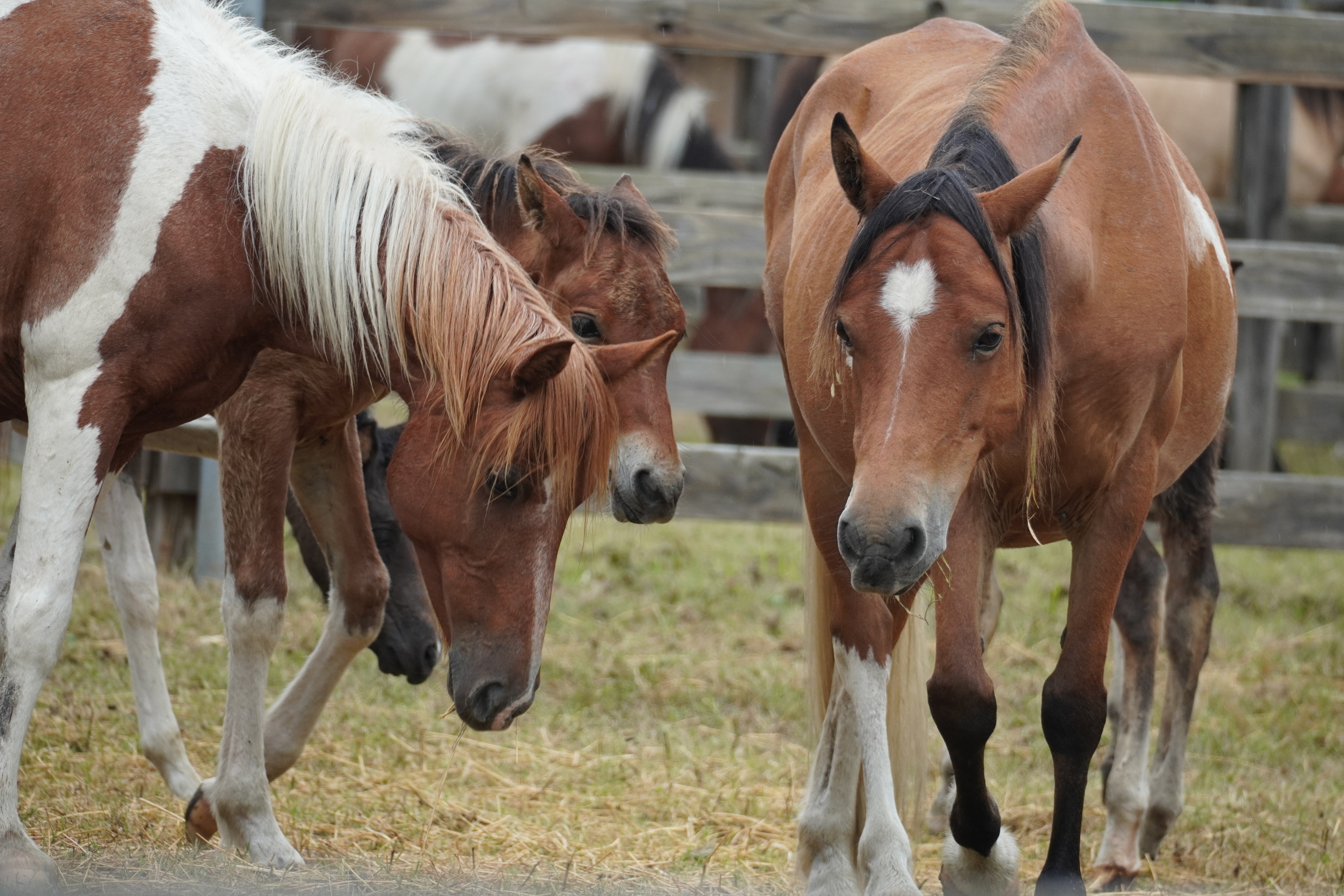 Assateague Island horses - pony penning