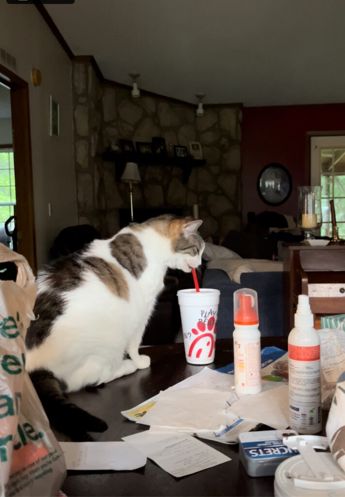 Dad's cat drinking my tea!